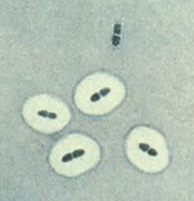 A close-up of several white circles AI-generated content may be incorrect.