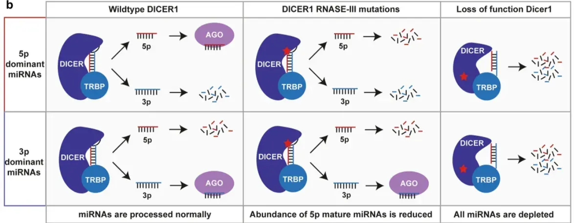 RNA C19MC POL R NA polyrnerase transcribes C 19MC miRNAs Long non-coding RNA containing pri-miRNAs DGCR8 DROSHA Drosha/DGCR8 process pri-rniRNAs into pre-miRNAs Nucleus XP05 Cytoplasm 4 RAN P05 exports pre-rniRNA out of the nucleus C19MC target genes Repression Of translation Degradation Of mRNA Formation Of a scaffold TTTTTT- DICER TRBP TTTTTTTT— 3p DICER IfTRBP cleave the pre-mRNA forming two mature miRNAs 5p dominant miRNAs 3p inant miRNAs DICER : TRBP DICER TRBP Wildtype DICERI 3p TTTTTT— ITTlTT•rr 3p AGO AGO DICE-RI RNASE-III mutations DICER TRBP 3p TTTTT•r DICER TRBP 3p AGO miRNAs are processed normally Abundance of 5p mature miRNAs is reduced U.U.UU.U.U.UU.UII.U @ RISC binds mRNA using seed sequence AGO One strand gets @ loaded In AGO and forms the RISC Degradation of one strand Loss of function Dicerl DICER TRBP DICER TRBP All miRNAs are depleted miRNA processing in ETMRs. a Overview of miRNA processing and maturation using the ClgMC miRNA cluster as an example. The effects on C19MC target genes are colored based on the result on mRNA translation, green showing an increase and red a decrease in translation. The processing steps shown in this Figure are applicable to all miRNAs and not exclusive to C19MC. b Overview of different scenarios that mutations in DICERI have on the abundance of 3p and 5p forms of mature miRNAs 