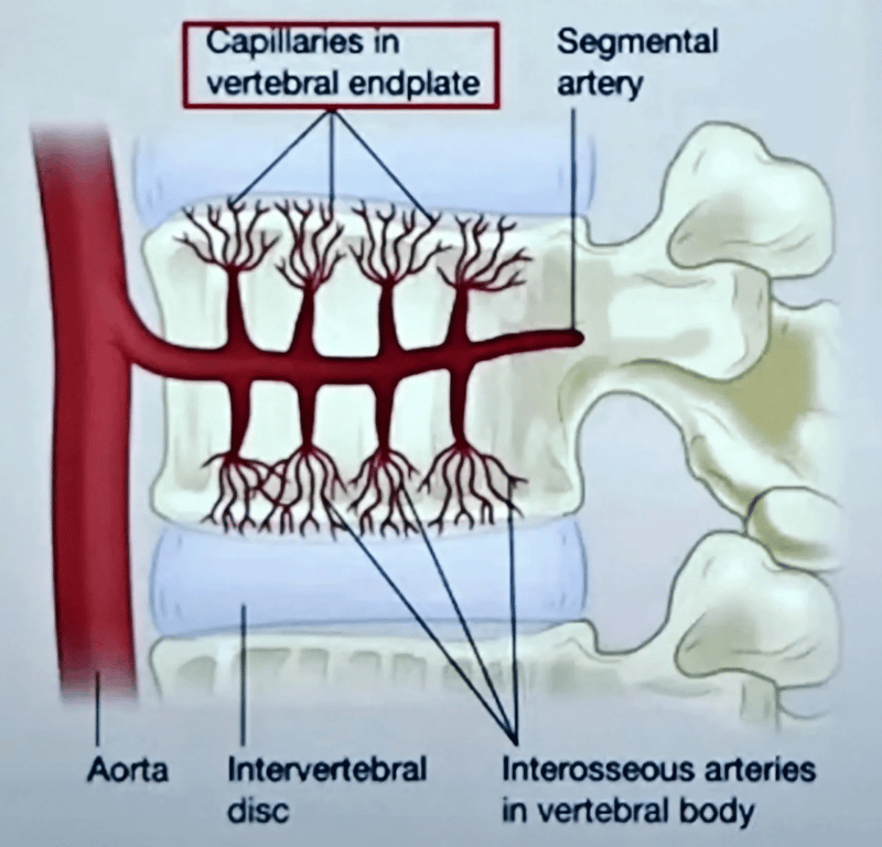 Segmental blood supply to the vertebral bodies
