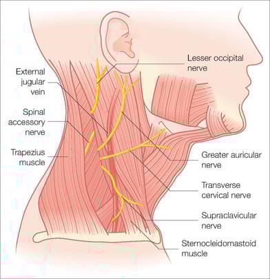 The Neck | Clinical Gate