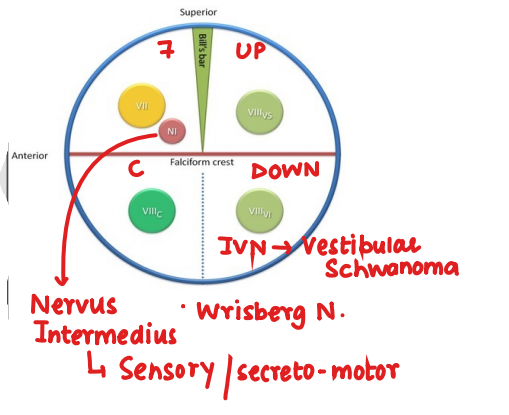 Meatal component → Fallopian canal