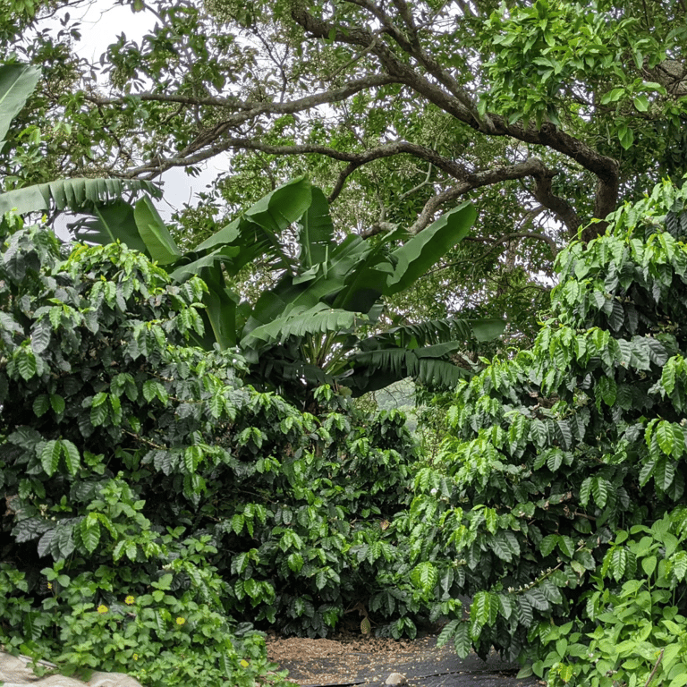 《2025：從泥土到代碼，一場關於「種子」與「團隊」的收成回憶錄》