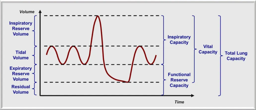 Lung volumes