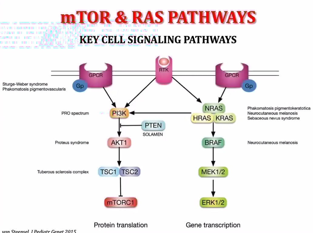 mTOR & RAS PATHWAYS KEY CELL SIGNALING PATHWAYS Sturge- Phüomatosis PRO syndüne CNMS) 13 nosis PTEN SOL-AMEN KTI (jscl tsc• OR Protein translation 701 HRAS KRAS ÉRKI@ Gene transcription 