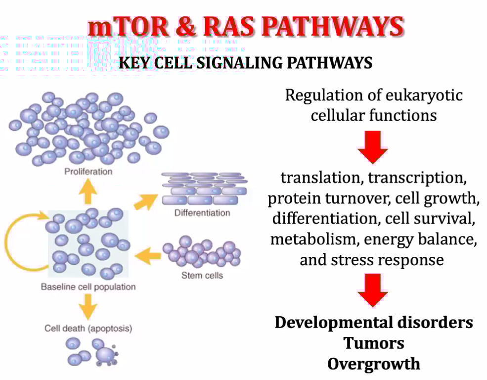 mTOR & RAS PATHWAYS KEY CELL SIGNALING PATHWAYS o o Differentiation Stem cells Baseline cell population Cell death (apoptosis) Regulation of eukaryotic cellular functions translation, transcription, protein turnover, cell growth, differentiation, cell survival, metabolism, energy balance, and stress response Developmental disorders Tumors Overgrowth 