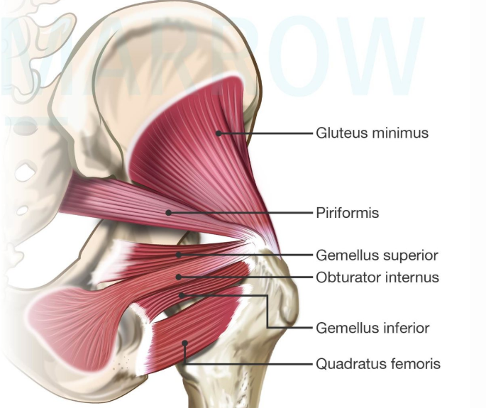 Piriformis → Insert into greater trochanter