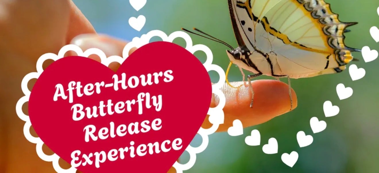 After-Hours Butterfly Release Experience