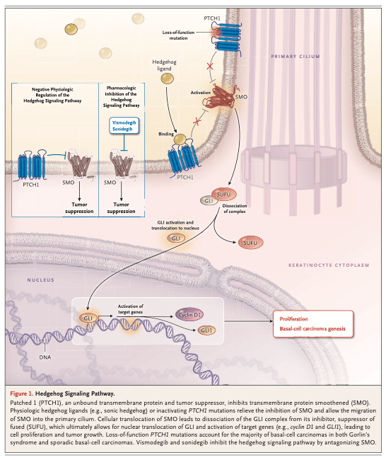 Update on Keratinocyte Carcinomas: Kishwer S. Nehal et al