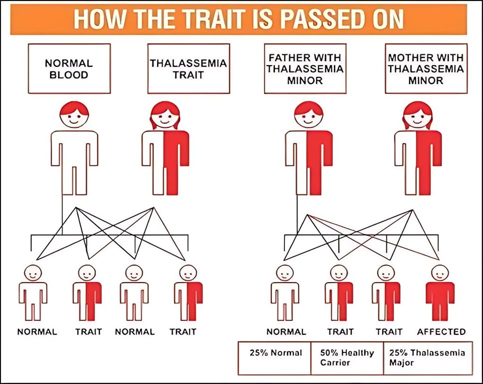 출처:https://thalassaemia.org.cy/education/learn-about-thalassaemia/haemoglobin-disorders/beta-thalassaemia/