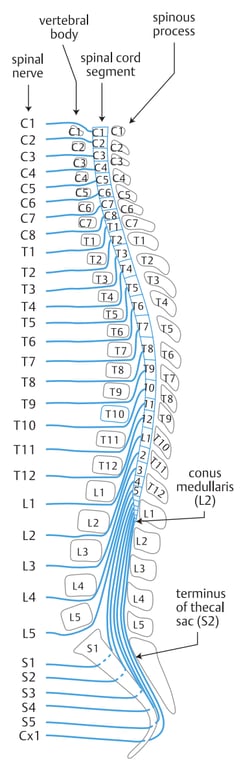 SpinaI nerve Vertef)ral body spinal cord segment (2 18 spinous process Т12 [1 [2 (3 [4 [3 [4 тј2 [2 [3 [4 [5 [5 51 conus тесЈ'.Ј\Ы [1 terminus 0f thecaI sac (S2) 