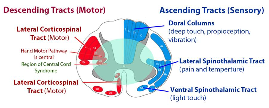 Descending Tracts (Motor) Lateral Corticospinal Tract (Motor) Hand Motor Pathway is central Region of Central Cord Syndrome Lateral Corticospinal Tract (Motor) Ascending Tracts (Sensory) Doral Columns (deep touch, propioception, vibration) Lateral Spinothalamic Tract (pain and temperture) Ventral Spinothalamic Tract (light touch) 