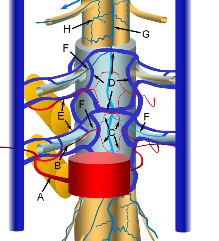A diagram of a human body AI-generated content may be incorrect.