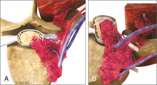A close-up of a model of the human body AI-generated content may be incorrect.