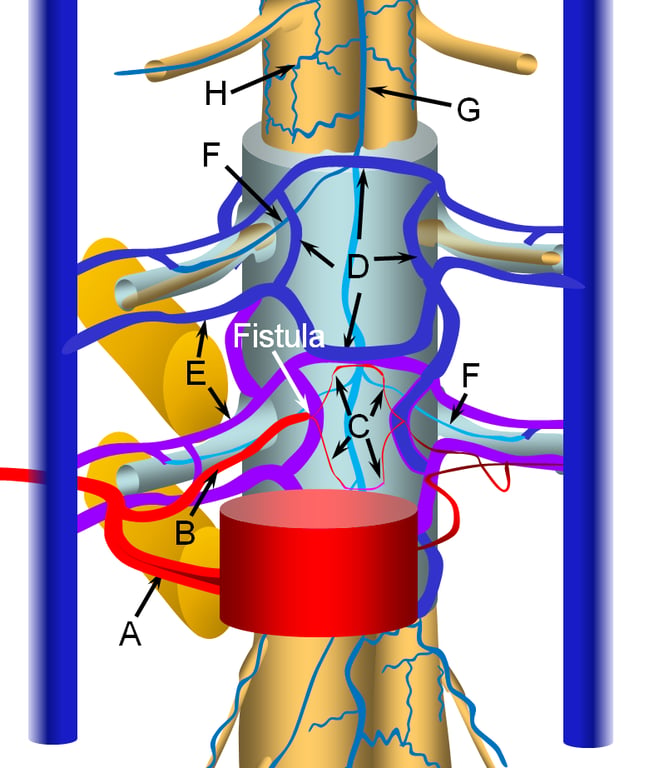 A diagram of the human body AI-generated content may be incorrect.