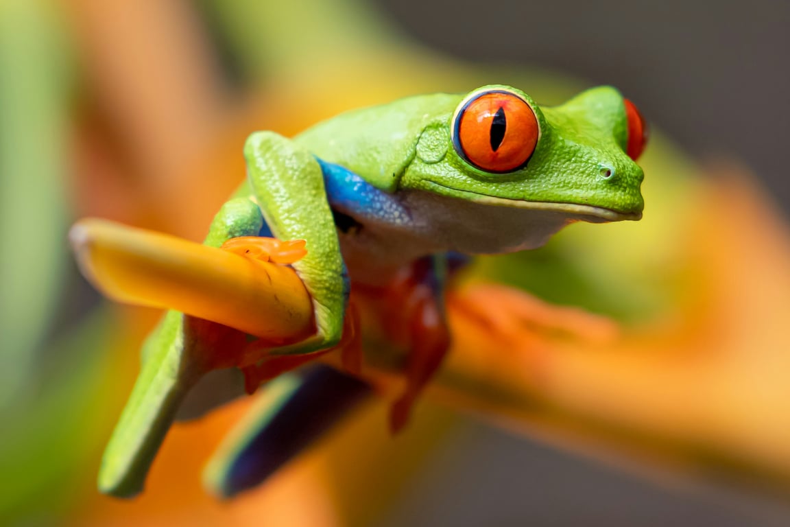 Nilda Price - Costa Rica