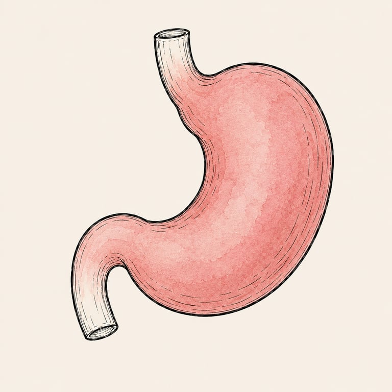 Our Digestive System