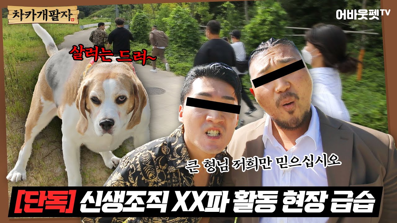 [SBS 어바웃펫] 차카개팔자