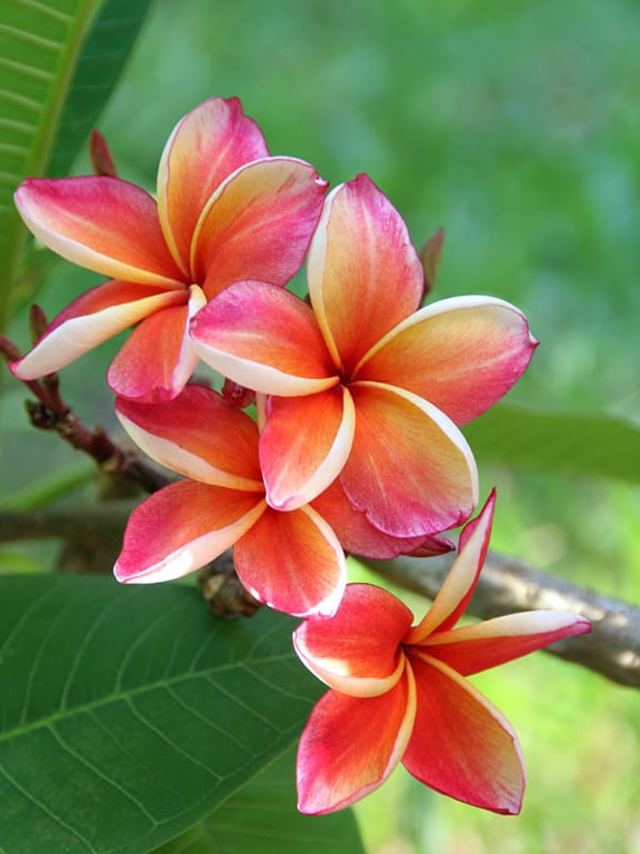 Emily Embers - Hawaii