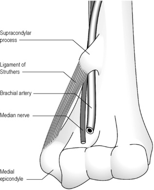 Ulnar Nerve Anatomy, Course and Supply | Bone and Spine