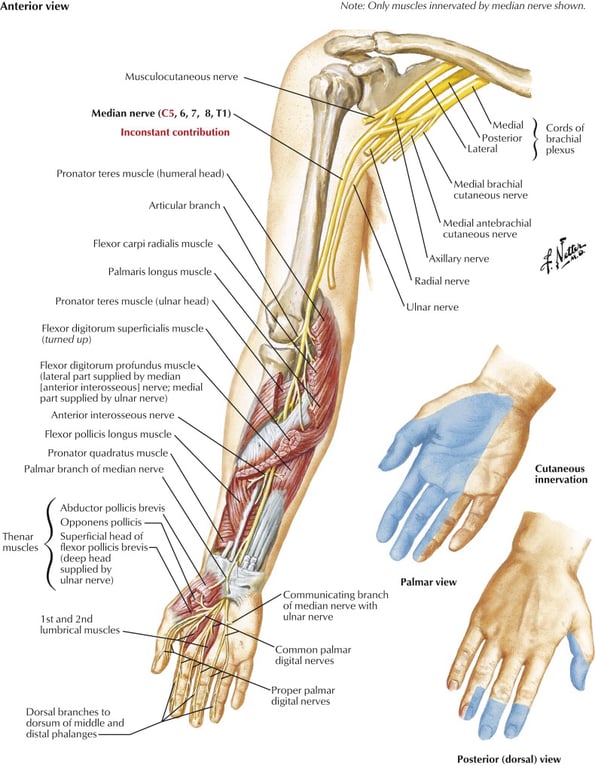 chia' rulialis Palrngis k-'ngus (ulnar llaleral wp*d An in palm r oi miian ulnM 2nd mid&• and distal Only ting oi with digital posterior (dorsal) 