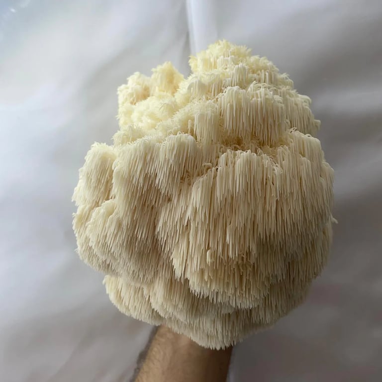 Lion's Mane Mushroom