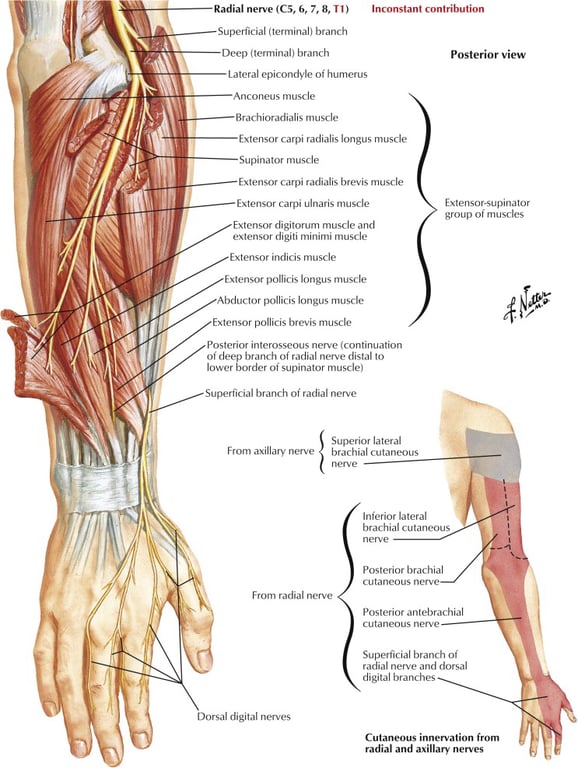 7.8. Lat«al oi '"ahs ulnaris digit. muscle radial distal From axillary Ext e n la loyal horn r..dial nerve Su cial of r ial 