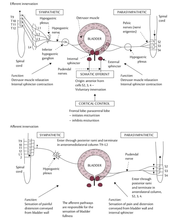 Efferent innervation TIO Tll T12 SYMPATHETIC Hypogastric plexus Hypogastric Detrusor muscle BLADDER PARASYMPATHETIC Pelvic nerves (nervi erigen tes) Hypogastric Spinal cord L2 L3 V nerve Inferior hypogastric ganglion Spinal cord Internal sphincter External sphincter plexus Pudendal nerves Function: Detrusor muscle relaxation Internal sphincter contraction SOMATIC EFFERENT Origin: anterior horn cells S2, 3, 4 — Voluntary innervation CORTICAL CONTROL Frontal lobe: paracentral lobe — initiates micturition — inhibits micturition Afferent innervation 10 11 12 2 Spinal cord SYMPATHETIC Enter through posterior rami and terminate in anteromediolateral column T9—L2 BLADDER Hypogastric plexus 0 The afferent pathways are responsible for the sensation of bladder fullness Function: Detrusor muscle relaxation Internal sphincter contraction PARASYMPATHETIC Pudendal nerve Enter through posterior rami and terminate in anterolateral column, Function: Sensation of painful distension conveyed from bladder wall Function: Sensation of pain and distension conveyed from bladder wall and internal sphincter 