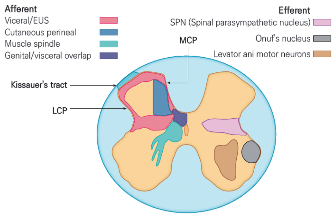 Afferent Viceral/EUS Cutaneous perineal Muscle spindle Genital/visceral overlap Kissauer's tract LCP Efferent SPN (Spinal parasympathetic nucleus) MCP Onuf's nucleus Levator ani motor neurons 