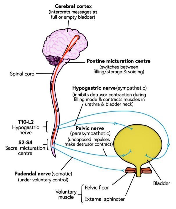 Spinal cord TIO-L2 Hypogastric S2-S4 Sacral micturation centre Cerebral cortex (interprets messages as full or empty bladder) Pontine micturation centre (switches between filling/storage & voiding) Hypogastric nerve (sympathetic) (inhibits detrusor contraction during filling mode & contracts muscles in urethra & bladder neck) Pelvic nerve (parasympathetic) (unopposed impulses make detrusor contract) Pudendal nerve (somatic) (under voluntary control) Voluntary muscle Bladder Pelvic floor External sphincter 