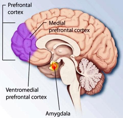 Prefrontal cortex r ront Ventromedial prefrontal cortex Amygdala x 