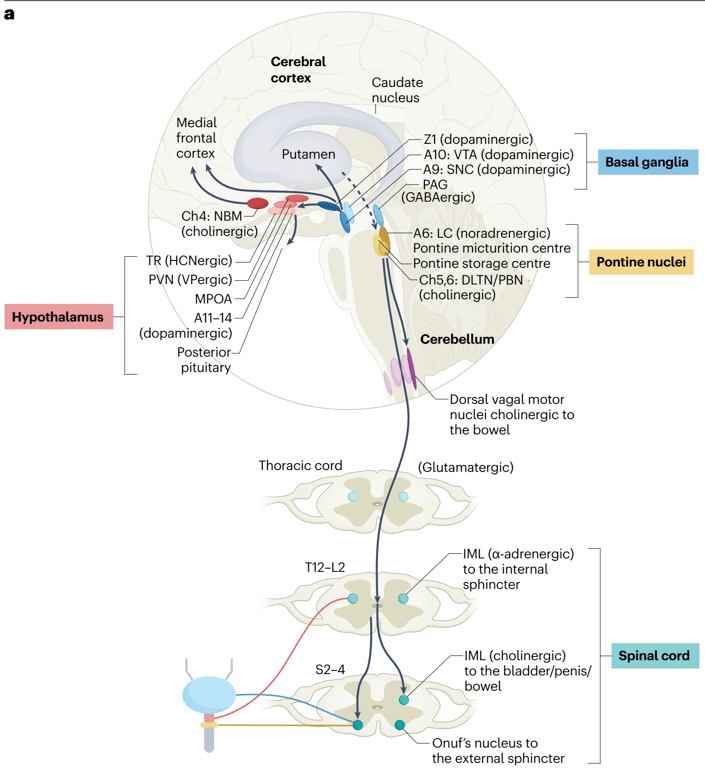 Micturition circuitry 