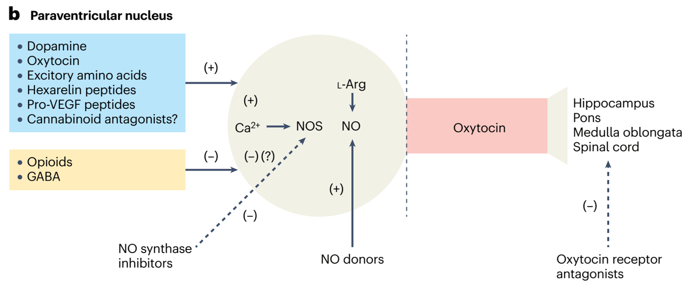 Neural circuitry relevant to sexual function and dopamine.