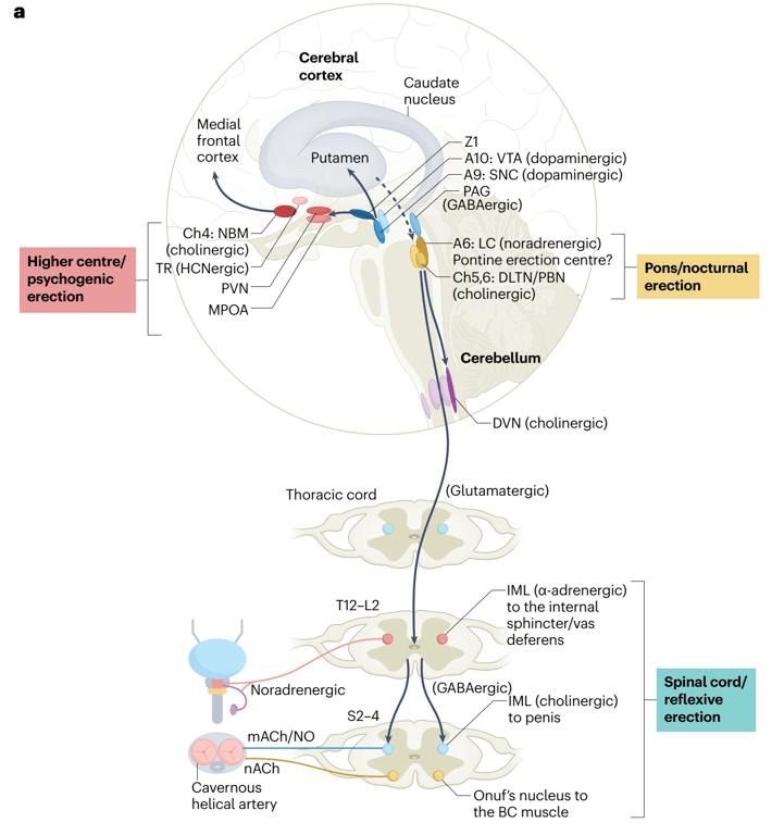 A, adrenergic/noradrenergic; BC, bulbocavernosus; DLTN, dorsolateral tegmental nucleus; DVN, dorsal vagus nerve; HCN, hypocretin; L, lumbar; LC, locus coeruleus; mACh, muscarinic acetylcholine; MPOA, medial preoptic area; nACh, nicotinic acetylcholine; NBM, nucleus basalis of Meynert; PAG, periaqueductal gray; PBN, parabrachial nucleus; PVN, paraventricular nucleus; S, sacral; SNC, substantia nigra pars compacta; T, thoracic; TR, tuber region; VEGF, vascular endothelial growth factor; VTA, ventral tegmental area; ZI, zona incerta.