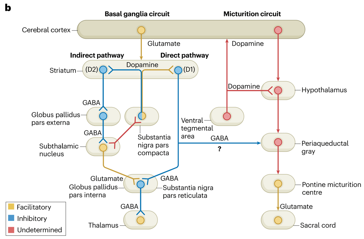 Basal ganglia–dopamine control of micturition