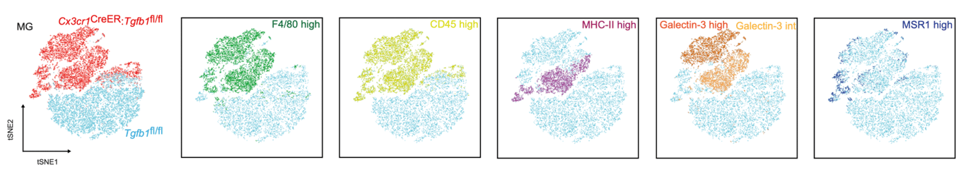 Illustration from Zhu et al., Nat Neurosci (2026)