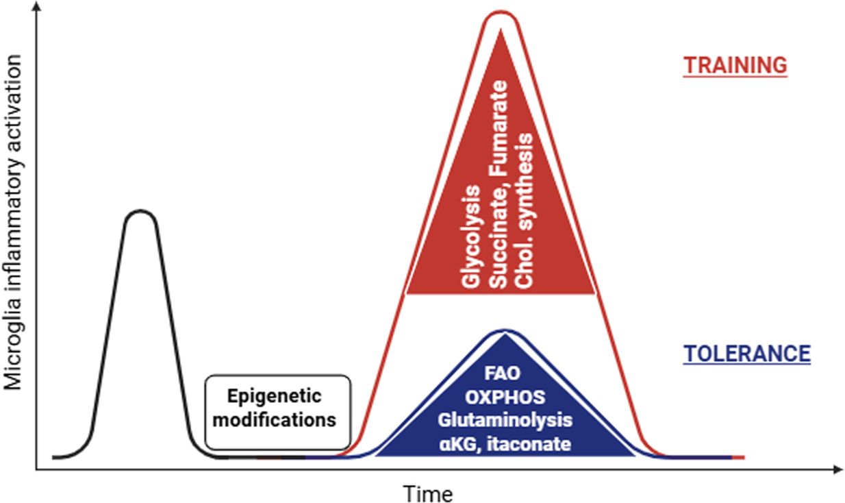 Illuatration from Nirakis et al., eLife (2025)