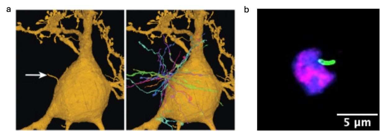   a. Illustration from Wu et al. Neuron (2024) showing a primary cilia of projection neuron and its contactome. 
  b. OPCs express singular primary cilia (preliminary data).