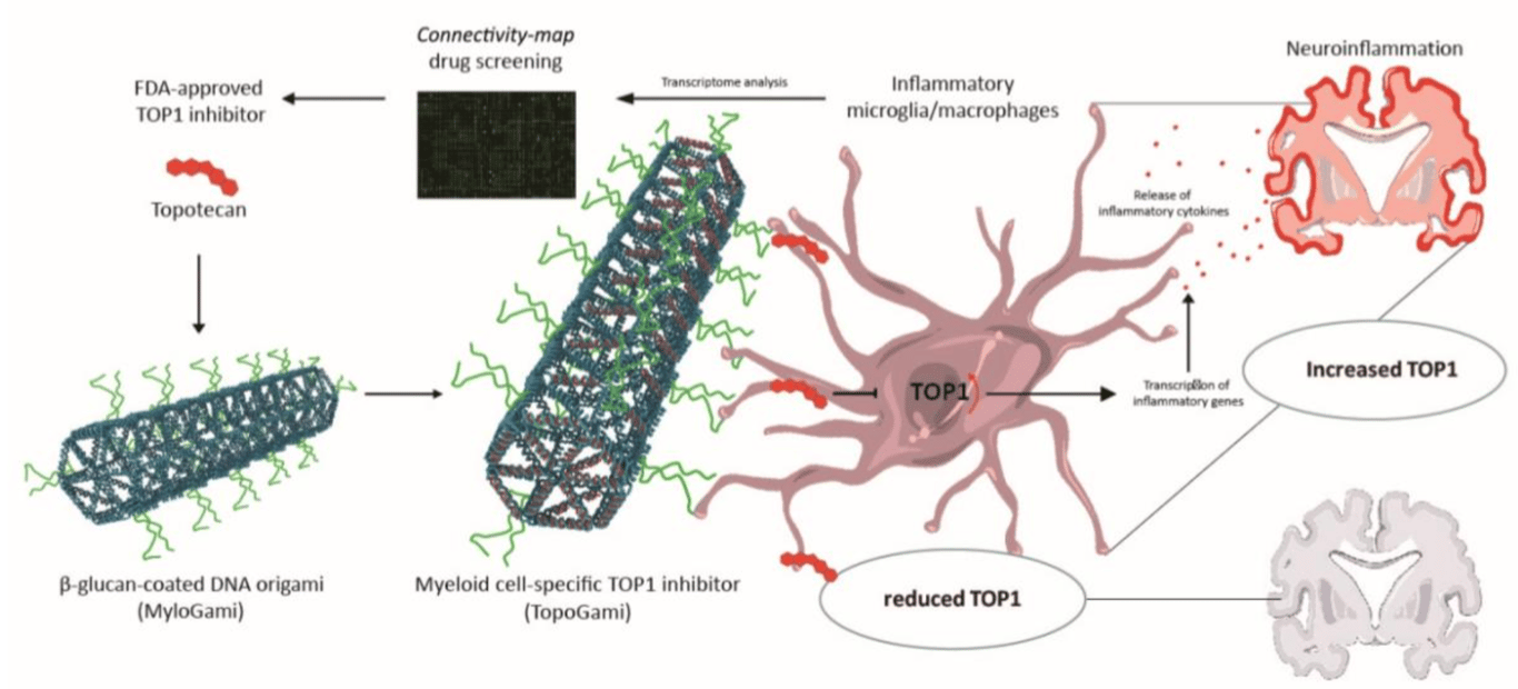 We devised a DNA origami-based vehicle (MyloGami) for precise targeting of myeloid cells. Zhu et al., EMBO Rep (2022).