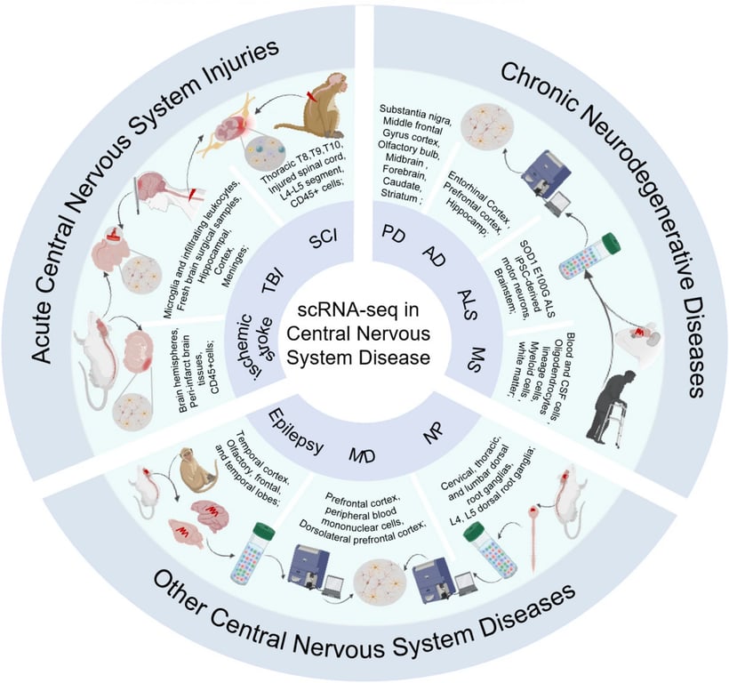 Figure 2: Application of scRNA-seq in CNS diseases. Sample diversity and workflow of scRNA-seq in CNS diseases (Zhang et. al, 2024)