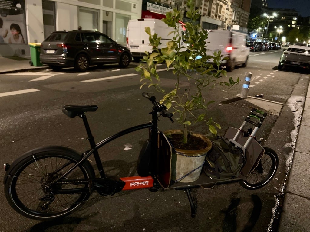Livraison d’un citronnier 