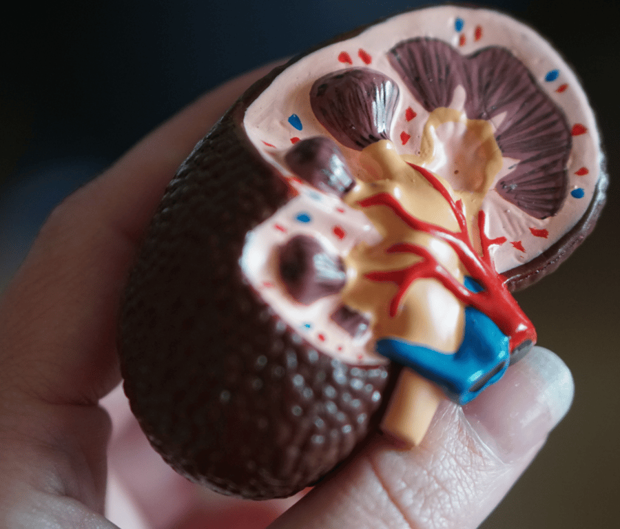 Do [Some] Harm: The First Successful Kidney Transplant
