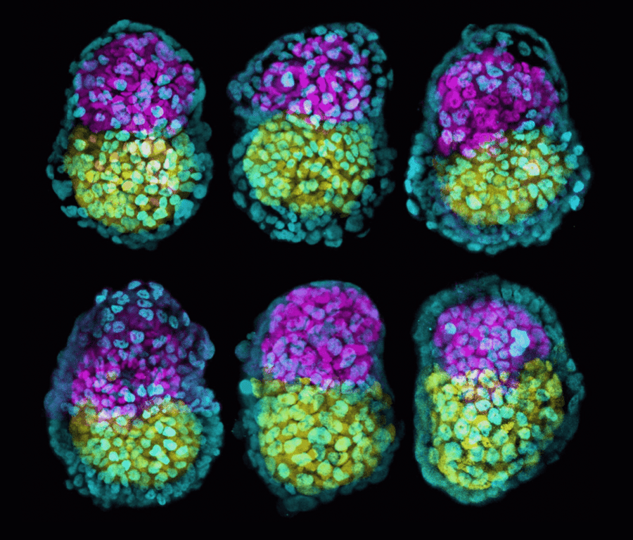 Beyond naming: embryo models and the importance of public dialogue