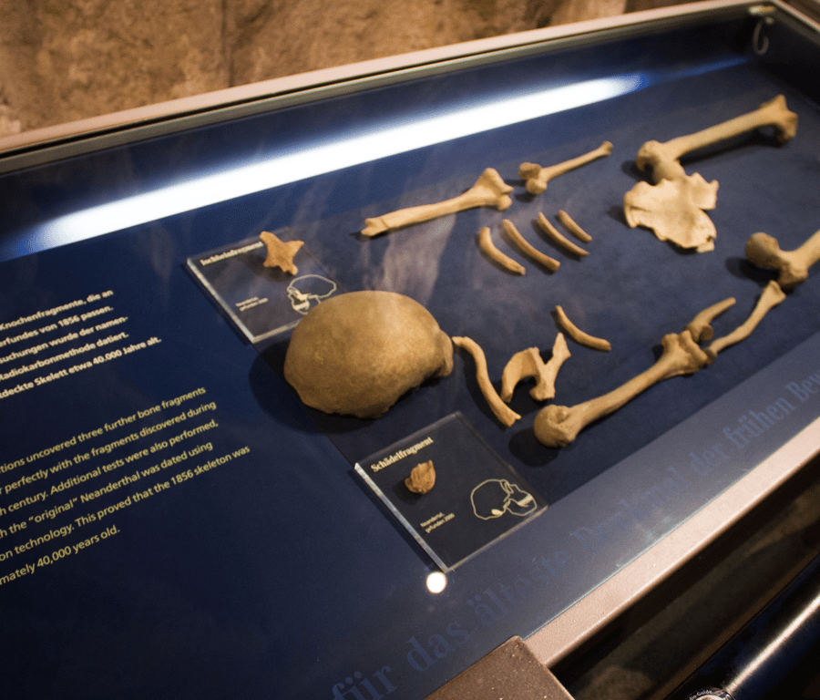 A Nobel-Worthy Look at Ancient Genomes