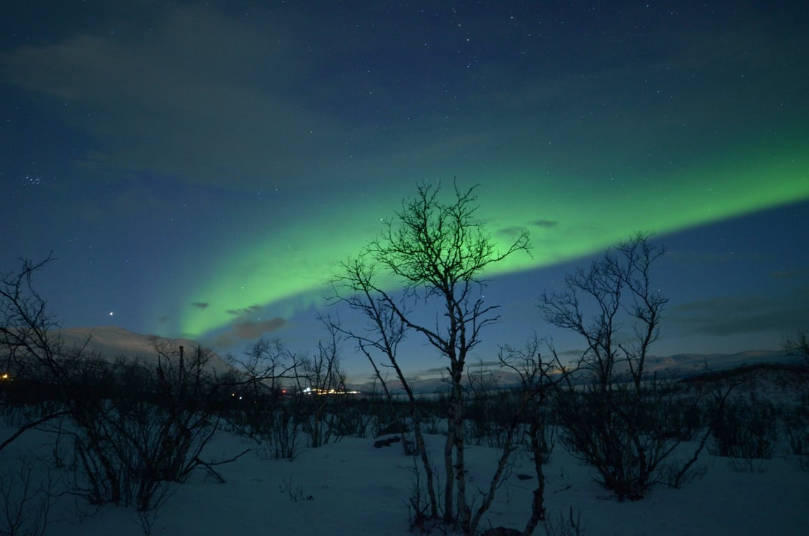 Abisko National Park in March. Showing green Northern Lights with a tree in the foreground.