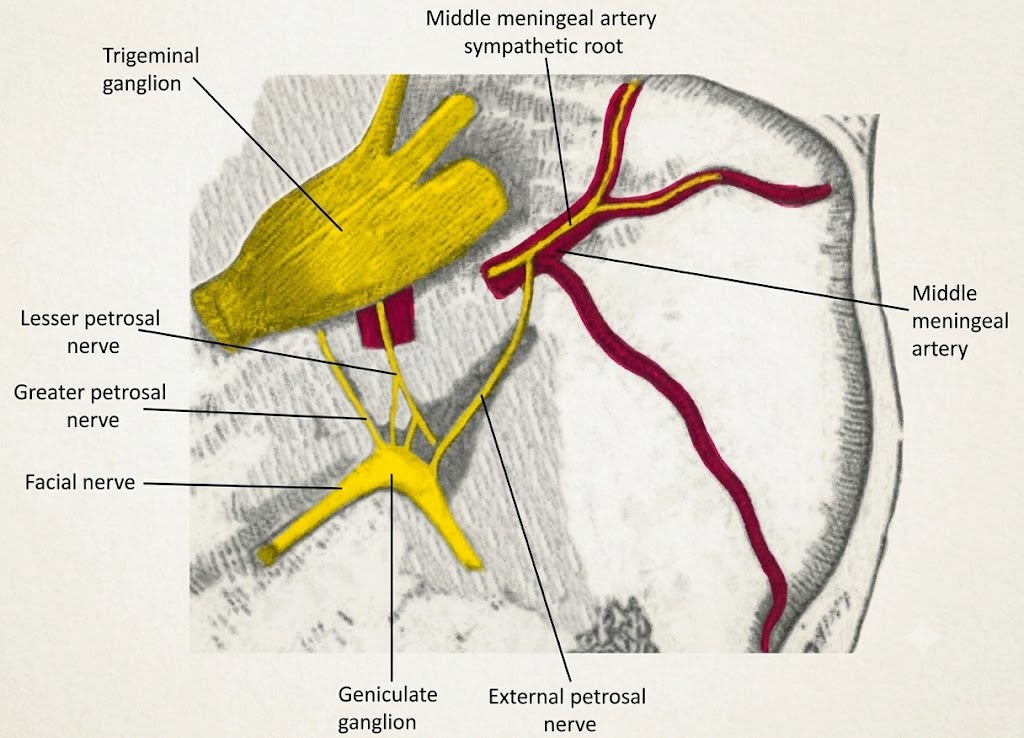 Carotid plexus also communicates with Gasserian ganglion and abducens nerve (not shown here)