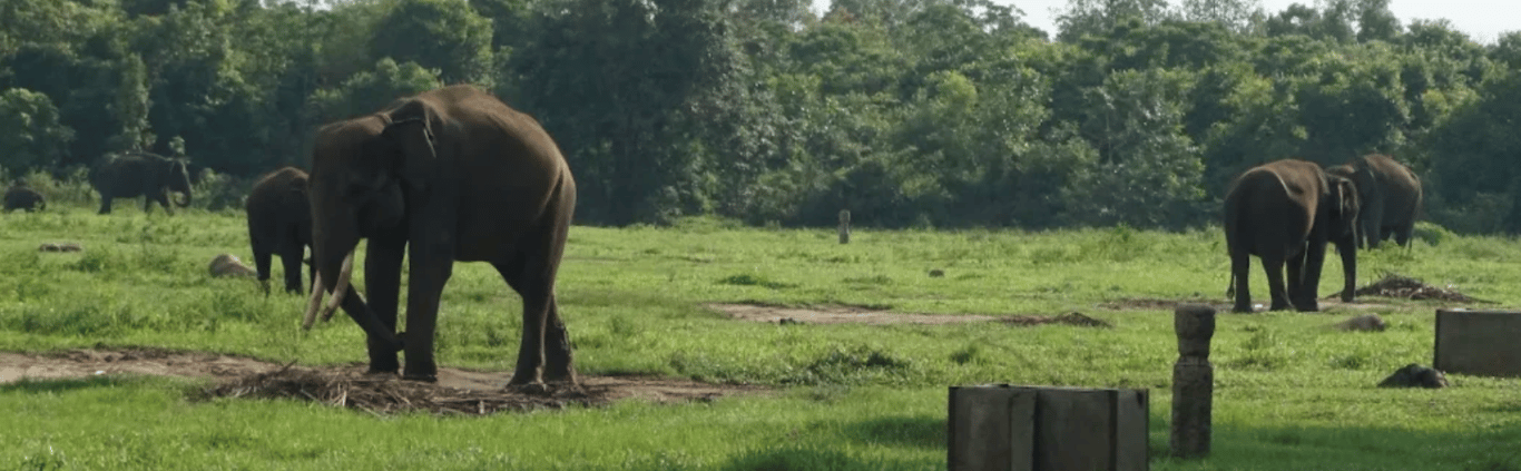【印尼楠榜省團體工作營】印尼大象夫 (2027年3月27日 - 4月2日) (Way Kambas National Park）