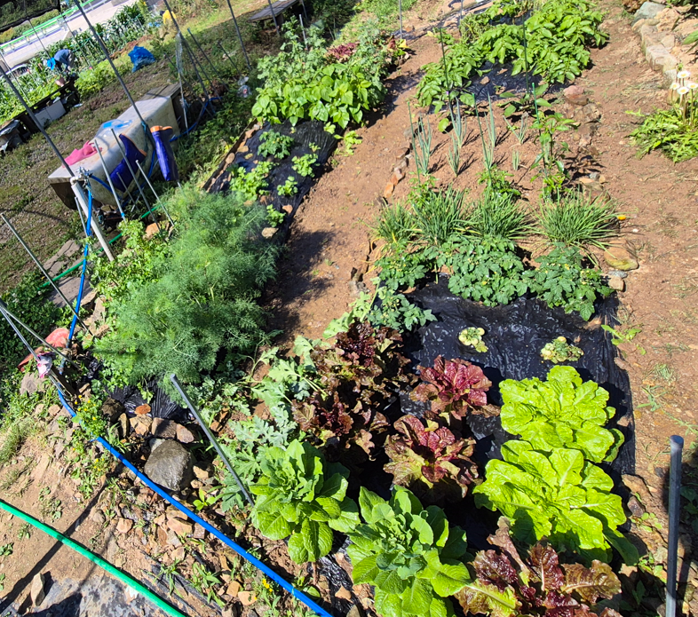 텃밭 전경