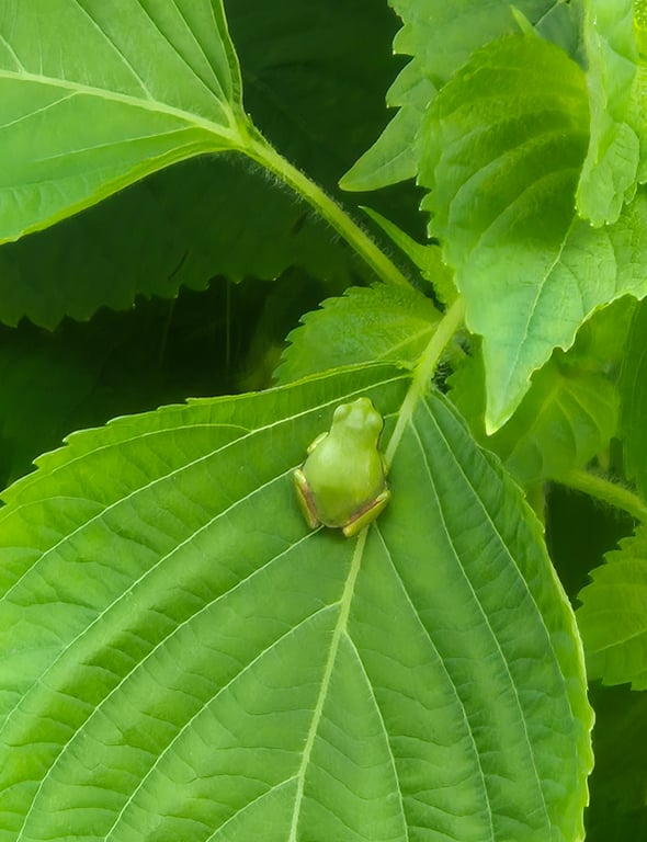 깻잎 잎사귀 위에서 햇볕을 피해 쉬고 있는 청개구리
