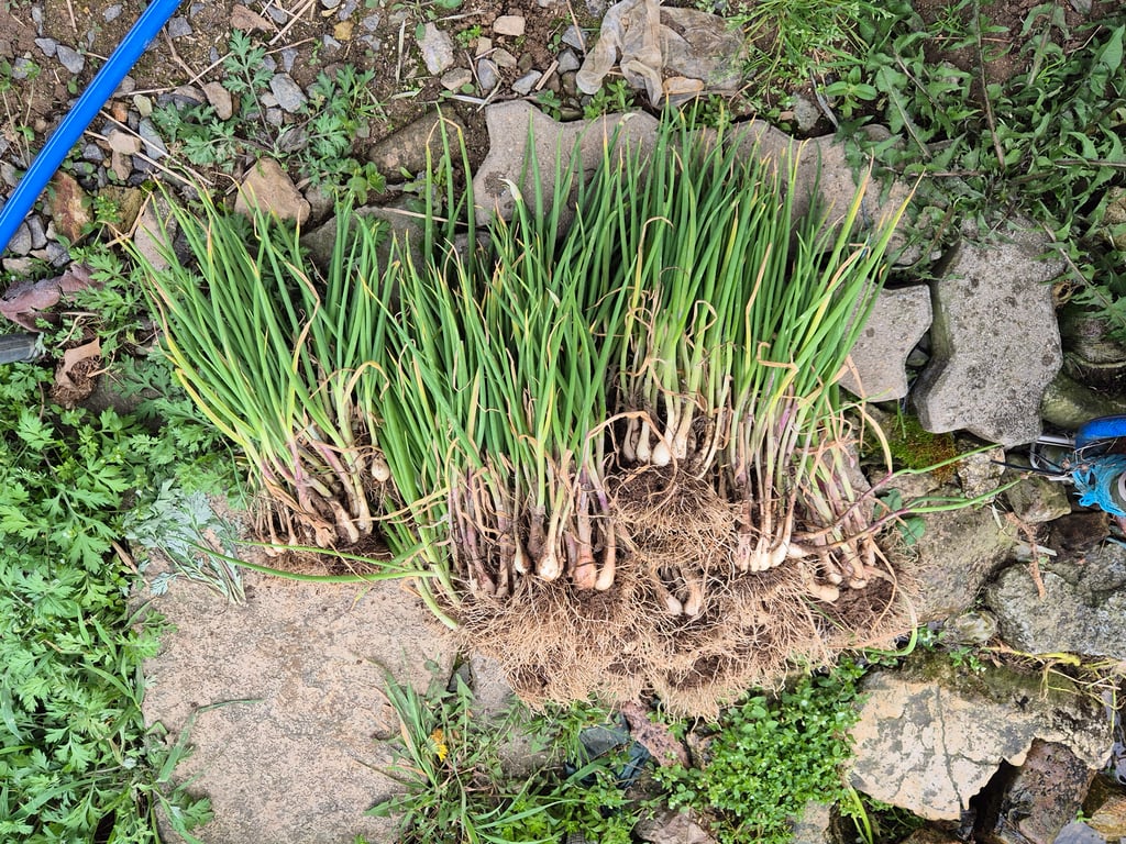 수확작물(쪽파)