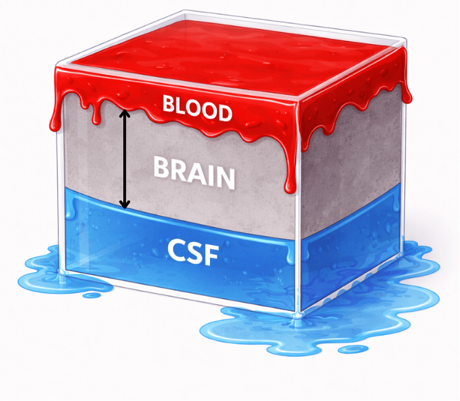 
As the brain part expands inside the cube, the liquid layers (blood and CSF) get pushed out and start leaking.